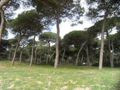 Dunas de San Antón